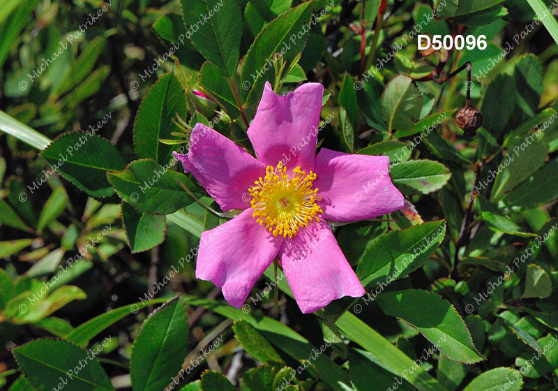 Smooth Rose (Rosa blanda)